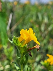 Lithospermum caroliniense croceum