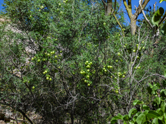 Cardiospermum corindum