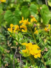 Lithospermum caroliniense croceum