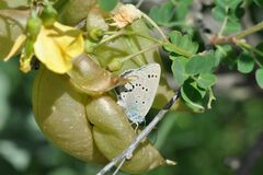 Iolana iolas