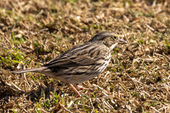 Passerculus sandwichensis beldingi