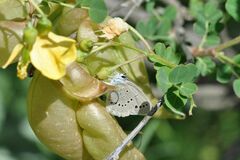 Iolana iolas