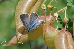 Iolana iolas