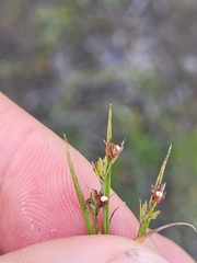 Scleria verticillata