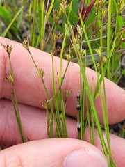 Scleria verticillata