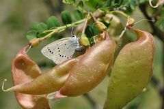 Iolana iolas
