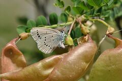 Iolana iolas