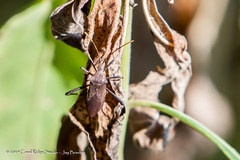 Trichopoda