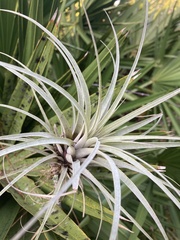Tillandsia fasciculata