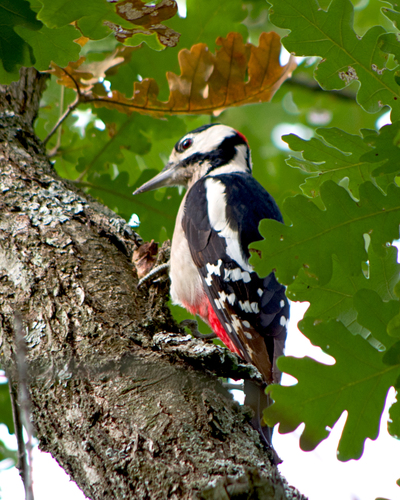 Pico picapinos (Dendrocopos major)