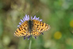 Melitaea ornata