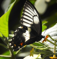 Papilio gambrisius