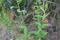 Pimelea curviflora