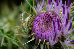 Terellia occidentalis