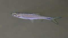 Rasbora
