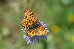 Melitaea ornata