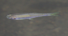 Rasbora