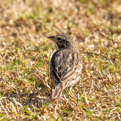 Passerculus sandwichensis beldingi