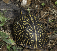 Terrapene carolina bauri