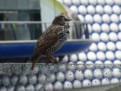 Sturnus vulgaris