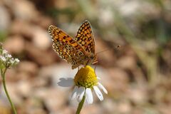 Melitaea ornata