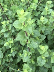 Brickellia veronicifolia
