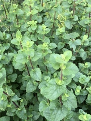 Brickellia veronicifolia