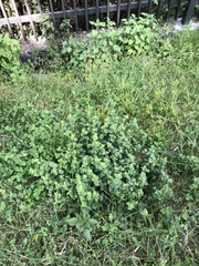 Brickellia veronicifolia