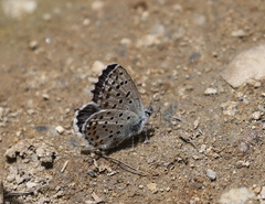 Pseudophilotes baton