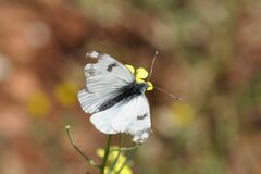 Euchloe ausonia
