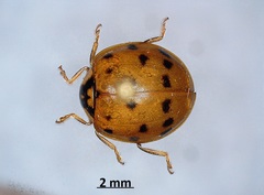 Harmonia axyridis