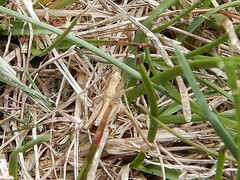 Phaulacridium marginale