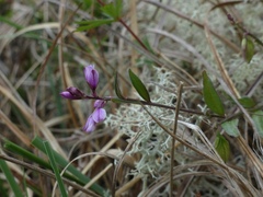 Polygala serpyllifolia