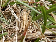 Phaulacridium marginale