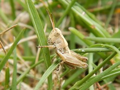 Phaulacridium marginale