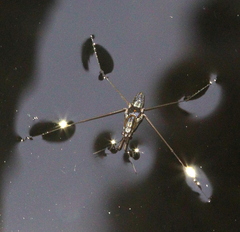 Limnogonus