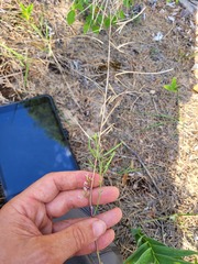 Boechera grahamii