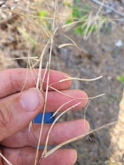 Boechera grahamii