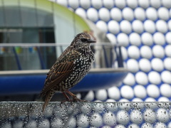 Sturnus vulgaris