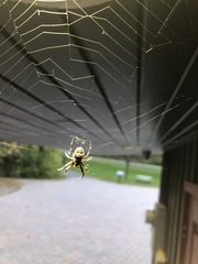 Larinioides cornutus