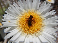 Leioproctus fulvescens