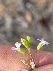 Boechera grahamii