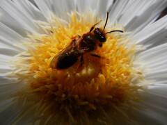 Leioproctus fulvescens
