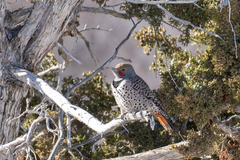 Colaptes auratus luteus × cafer