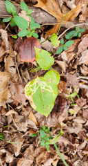 Marmara smilacisella