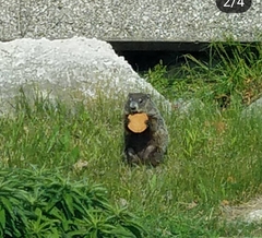Marmota monax
