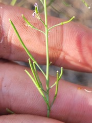 Boechera grahamii