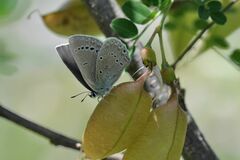 Iolana iolas