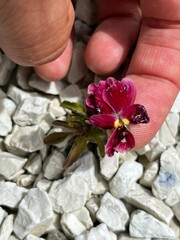 Viola × wittrockiana
