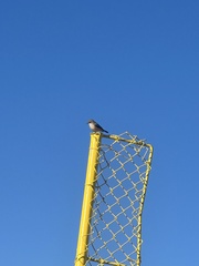 Pyrocephalus rubinus